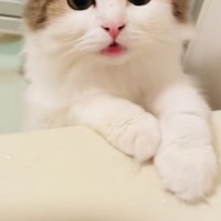 バスタブに両手をついて鳴くミヌエット