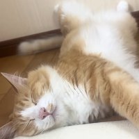 へそ天で寝る茶白猫
