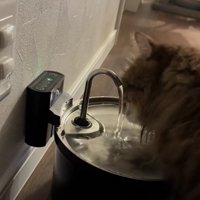 給水器で水を飲んでいる猫