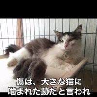 横になっている猫