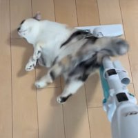 掃除機に背中をこすりつける三毛猫