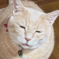 目を細めている猫の表情のアップ