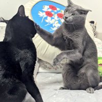 灰色猫に怒られる黒猫