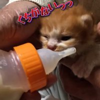 哺乳瓶に近づく子猫