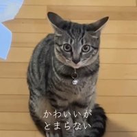 イカ耳がかわいい猫