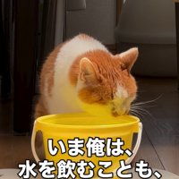 水を飲む猫