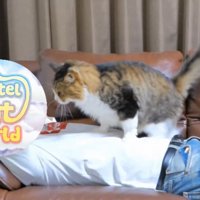 人のお腹の上に着地した猫