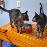 机の上で近づく2匹の猫