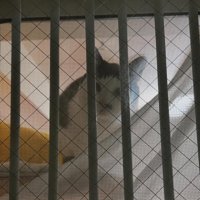 窓の外を覗く猫