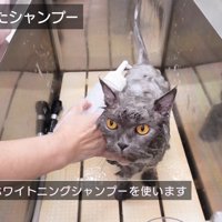毛色に合ったシャンプー