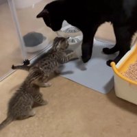 黒猫と2匹の子猫