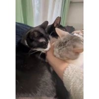 集まっている猫