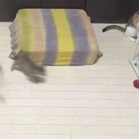 室内で過ごしている猫たち