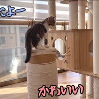テロップ「かわいい ほんとによー」