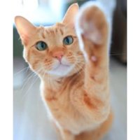 室内にいる猫