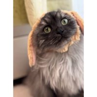 室内にいる猫