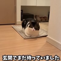 玄関マットに香箱座りしている猫