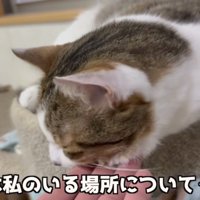 主さんの場所についてくるコトくん