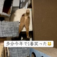 力尽きた猫