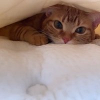 お布団の中にいる猫