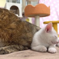 寄り添う成猫と子猫