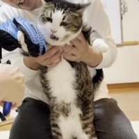 爪を切られて抵抗する猫