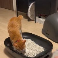 猫砂の上に乗って掘る猫