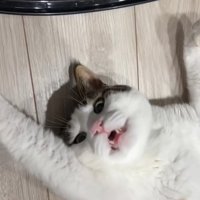 ひっくり返って口を開けている猫