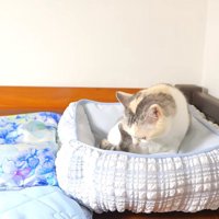 水色の猫用ベッドに座る三毛猫
