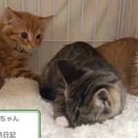 ケージの中にいる3匹の子猫