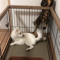 逆さでちょんちょんする猫