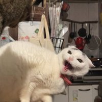 キジトラに威嚇している白い猫