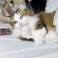 前足をなめる猫