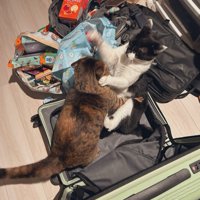 スーツケースの中で喧嘩する猫たち