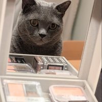 メイクボックスを見る猫k