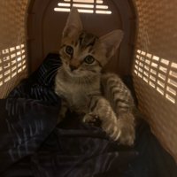 ケージの中の猫