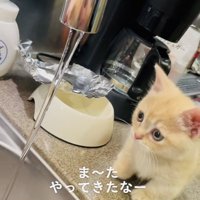 蛇口から流れる水を見るマンチカン