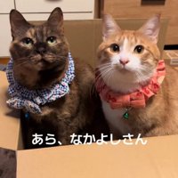ダンボールに入る2匹の猫