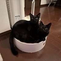 室内にいる猫たち