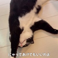 亀を触る猫