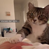 飼い主さんにノックでご飯を催促するノブくん
