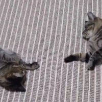 室内にいる猫たち