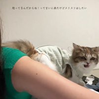 人の横で鳴く猫