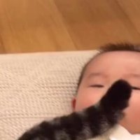 猫と赤ちゃん