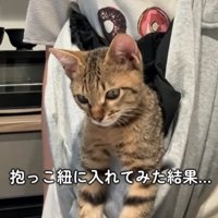 抱っこ紐の中で前足を伸ばし下を向く猫