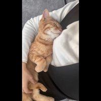 くっつくとらまるくん