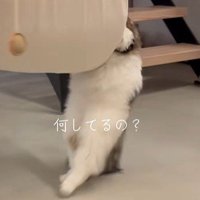 千鳥足の猫