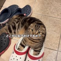 玄関にいる猫