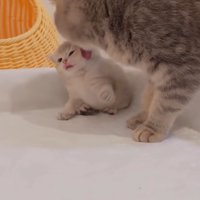 グルーミングされる子猫