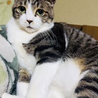 布団の上でくつろぐキジ白猫